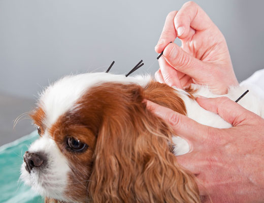 Acupuntura Veterinária em Cães