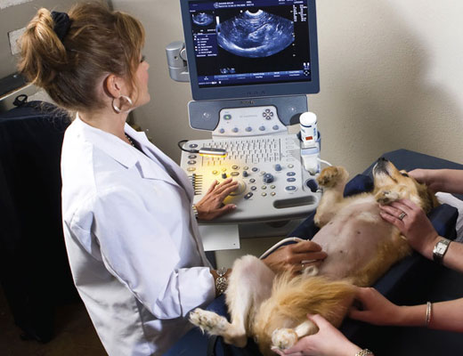 ultrassonografia veterinaria vila mariana