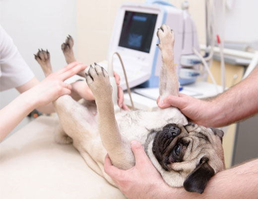 ultrassonografia veterinaria