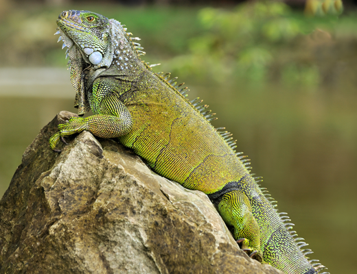 veterinaria iguana lagarto repteis vila mariana