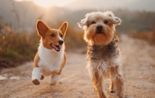 castração de cachorros