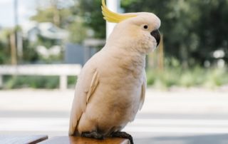 Cacatua de estimação