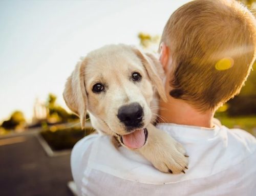 Saiba quais são os primeiros cuidados ao adotar um cachorro